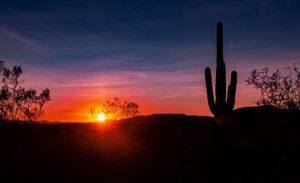 cactus in desert outside phoenix Arizona