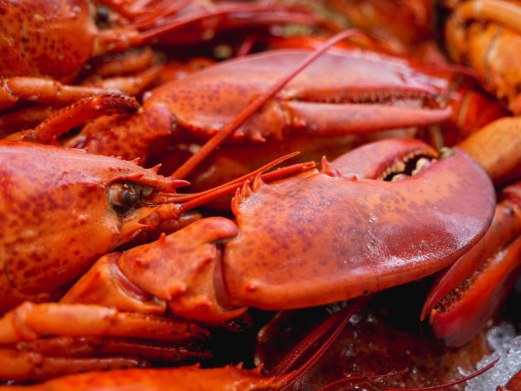 Lobster pounds shack restaurants Bar Harbor Acadia National Park Mount Desert Island attractions