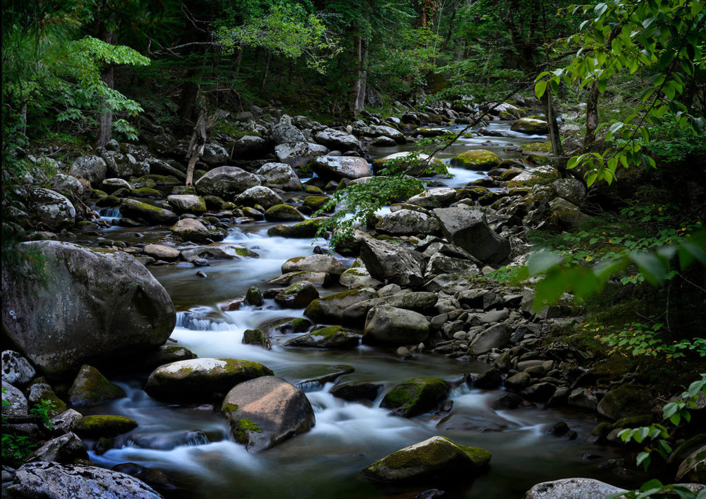Great Smoky Mountains forest stream