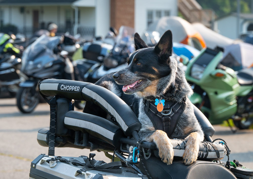 dog harness for motorcycle